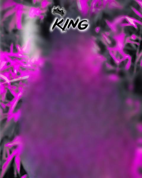 King Free Cb Editing Background HD