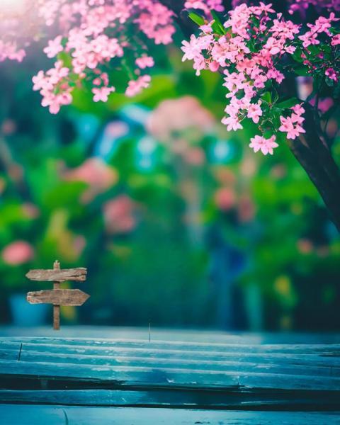 Nature Photo Editing Background HD Free